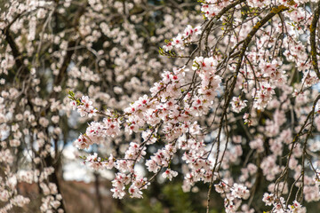 almond blossom in a park in Madrid