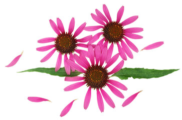 Echinacea flowers isolated on a white background, top view