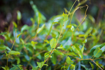 background of eucalyptus leaves, bright and happy green