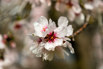 almond blossom in a park in Madrid