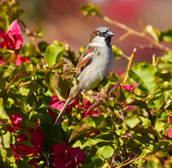 red backed shrike