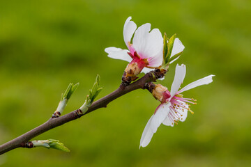 Obraz premium almond blossom in a park in Madrid