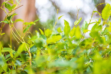 young eucalyptus leaves lightened up by sun