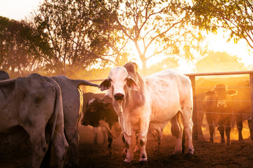 The bulls in the yards on a remote cattle station in Northern Territory in Australia at sunrise.