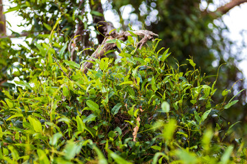 bright green young eucalyptus leaves in a park