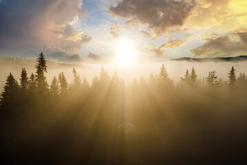 Aerial view of dark green pine trees in spruce forest with sunrise rays shining through branches in foggy fall mountains.