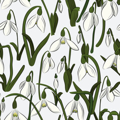 Snowdrops_1