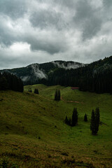 forest pasture