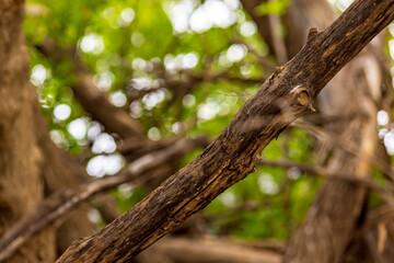 branch on blurred green background, diagonally