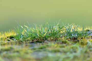 shallow focus close-up view of a tuft of grass against a green background