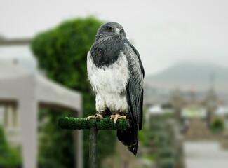 La mirada imponente del halcón