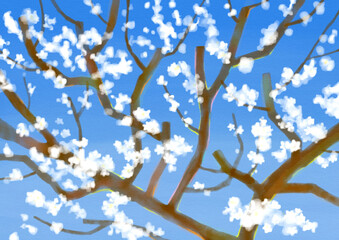 青空に桜の花が咲いている木枝のイラスト　Illustration of a tree branch with cherry blossoms blooming against the blue sky