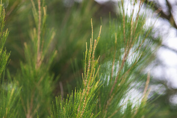 pine tree, close up of pine needles
