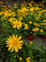 Bright yellow African bush daisy flowers (Euryops chrysanthemoides)  with serrated green leaves