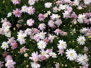 White and light pink flowers of Marguerite Daisy (Argyranthemum frutescens)