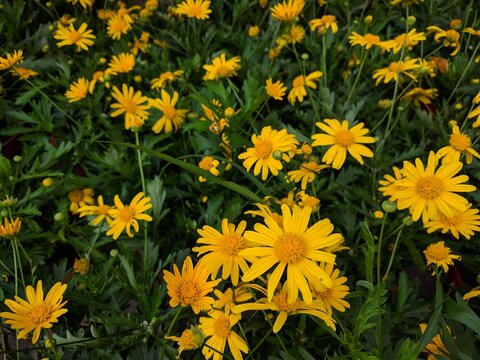 Bright yellow African bush daisy flowers (Euryops chrysanthemoides)  with serrated green leaves