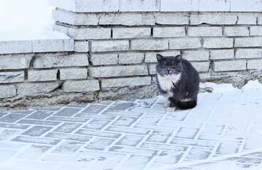 A hungry cat meows outdoors. Homeless cat during the cold season.