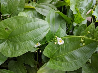 Small white flowers and glossy green leaves of Creeping Burhead (Echinodorus cordifolius)