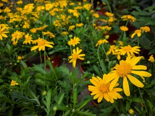 Bright yellow African bush daisy flowers (Euryops chrysanthemoides)  with serrated green leaves