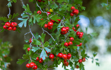 hawthorns berries, red on green leaves