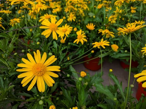 Bright yellow African bush daisy flowers (Euryops chrysanthemoides)  with serrated green leaves