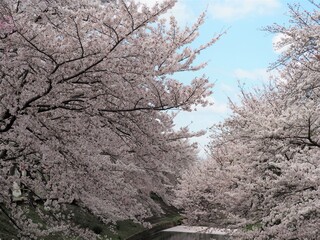 川辺に咲く満開の桜の花（奈良県奈良市佐保川）