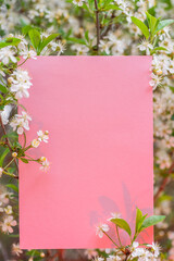 Pink paper blank between cherry branches in blossom.