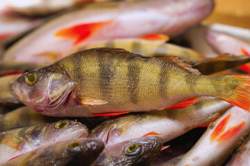 River perches carcasses prepared for cooking