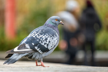 Closeup of gray pigeon bird on a city street.