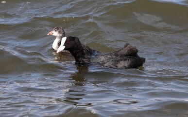 Eurasian coot (common coot, Australian coot, Lat. Fulica atra) of Rallidae family and its chick...