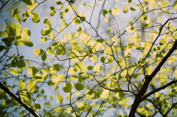 tree in forest