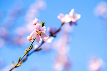 Obraz premium Fruit tree twigs with blooming white and pink petal flowers in spring garden.
