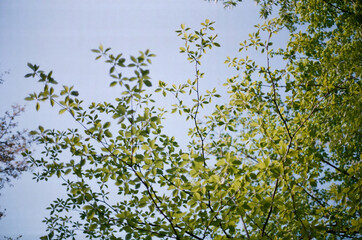 forest in jeju island