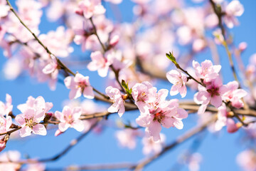Fruit tree twigs with blooming white and pink petal flowers in spring garden.