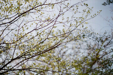 forest in jeju island