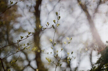 forest in jeju island