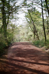 forest in jeju island