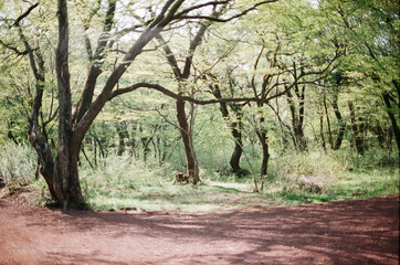 forest in jeju island