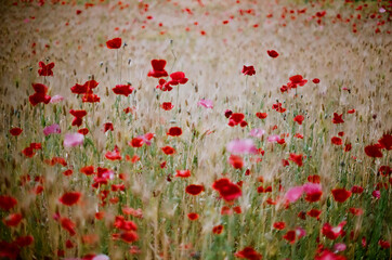 Obraz premium Red poppy flowers