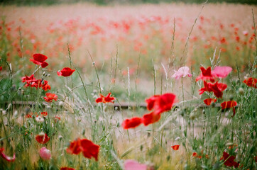 Red poppy flowers