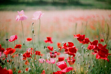 Red poppy flowers