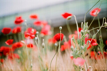 Naklejka premium Red poppy flowers
