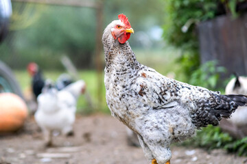 Closeup of domestic chicken feeding on traditional rural barnyard. Hens on barn yard in eco farm. Free range poultry farming concept.