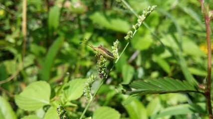 insect on a leaf