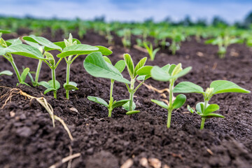 Fresh green soy plants on the field in spring. Rows of young soybean plants 