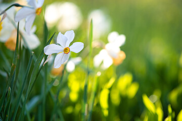 White tender narcissus flowers blooming in spring garden.