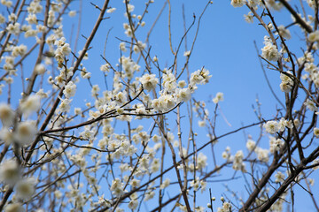 青空を背景に白梅
