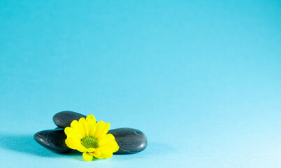 Black zen stones and yellow flower on a blue background with space for text. Concept of beauty, harmony, rest and spa therapy