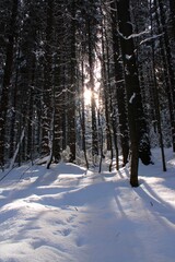 sunrise shines through the winter forest