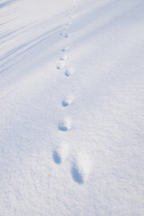 Hare tracks on white snow surface in winter field